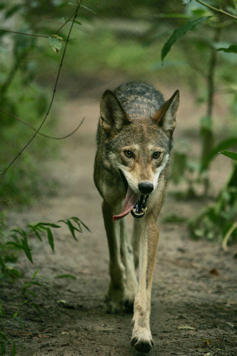 Free Images Walk Wildlife Coyote Fauna Woods Animals Vertebrate
