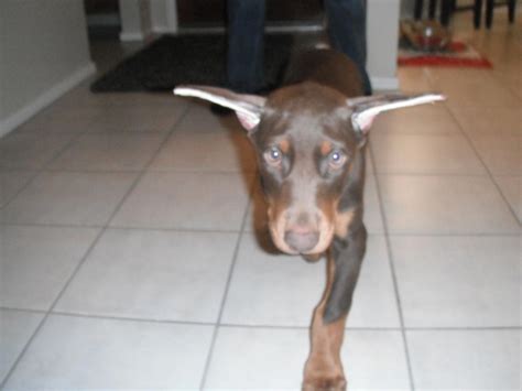 New Doberman Puppy Ear Cropping Doberman Forum Doberman Breed Dog