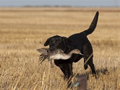 11 Best Duck Dogs Best Duck Hunting Dogs That Will Make You A