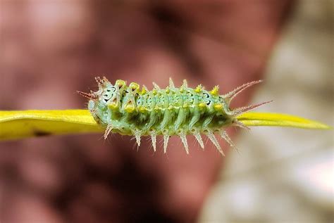 Servi Tineret Origine Cup Moth Caterpillar Miraculos Complexitate