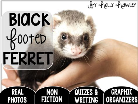 Black Footed Ferret A Research Project Us Version Teaching Resources