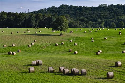 Bales Of Hay On A Vast Green Field With A Tree In The Center On The