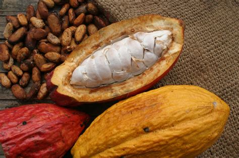 Cacao Ancient Mayan Superfood For Men Belizean Gold