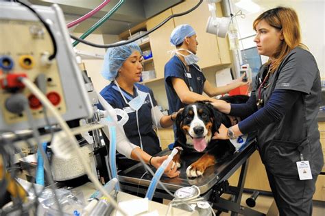 How High Tech Treatments Add Hope And Cost To Keeping A Sick Pet