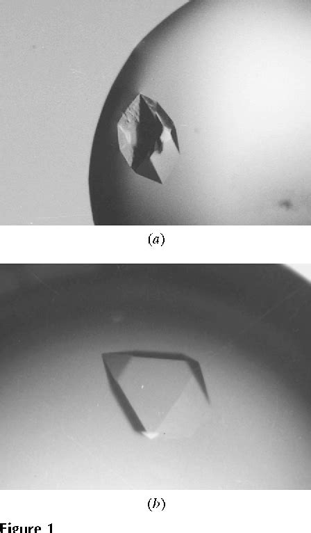 Figure 1 From Crystallization And Preliminary X Ray Diffraction Studies