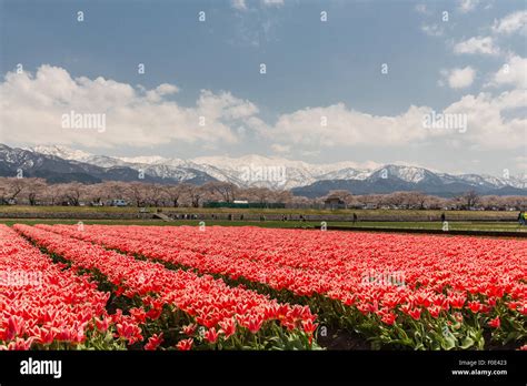 Snow Tulips Hi Res Stock Photography And Images Alamy
