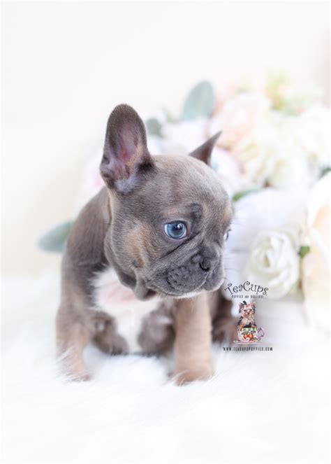 Brindle french bulldog has a base coat of fawn hairs through which black hairs extend in bands to produce a coat that can range from a tiger brindle merle dogs will usually have bright blue eyes, or odd looking eyes (heterochromia iridum). Blue Fawn French Bulldog Puppies | Teacup Puppies & Boutique