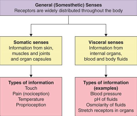 Nervous Sensory Functions Anatomy And Physiology