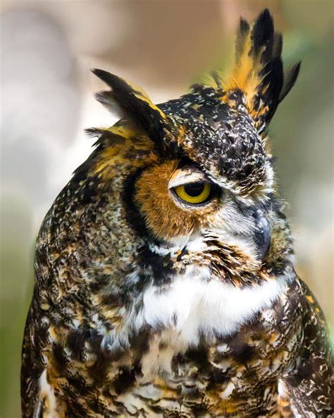 Great Horned Owl Photograph By Deb Henman Fine Art America