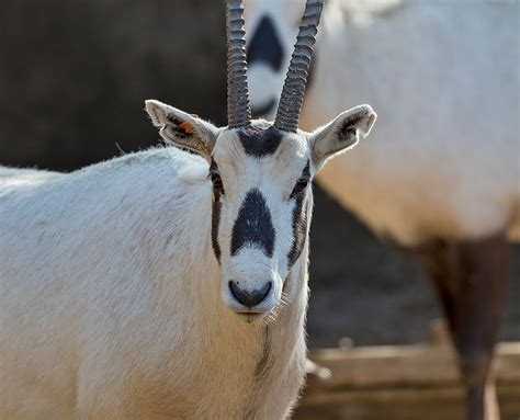 Copy san diego zoo safari park promo code. Arabian Oryx | San Diego Zoo Safari Park