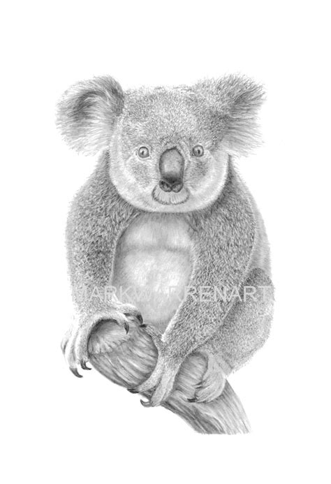Koala Bear Art Print Hand Drawn Animal Pencil Drawing A4 Etsy