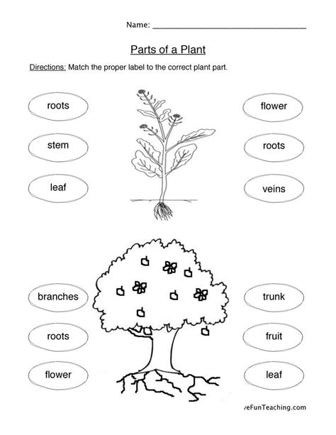 Parts Of A Plant Worksheet Grade 3 Workssheet List
