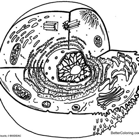 Animal Cell Coloring Pages Magna Cell Structures And Functions Free