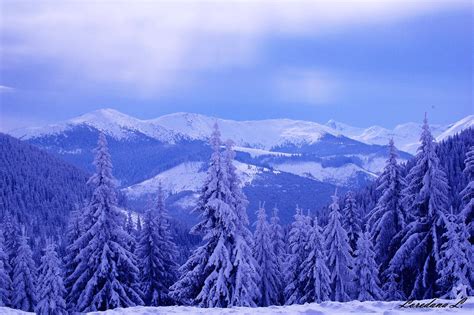 Download Snow Mountain Pine Tree Forest Wallpaper