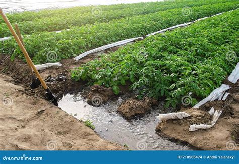 Furrow Irrigation Of Potato Plantations Irrigation System To A Farm