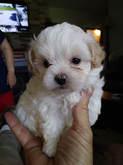 Find shih poo breeder at socialscour.com! Shih-Poo Puppies For Sale | Chuckey, TN #278243 | Petzlover