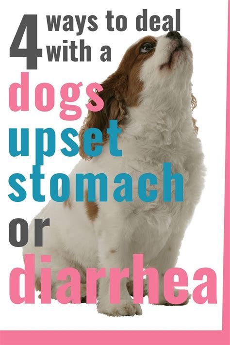 How To Help A Dogs Upset Stomach Unugtp