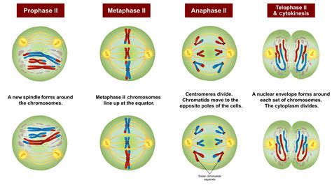 Meiosis Fases Fases De La Meiosis Gentaur España Anticuerpos