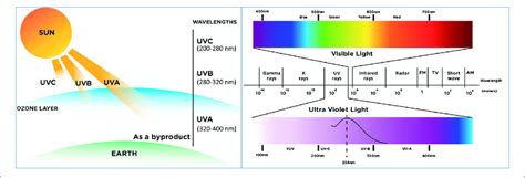 Ultraviolet Uv A Uv B And Uv C Radiations And Their Position In