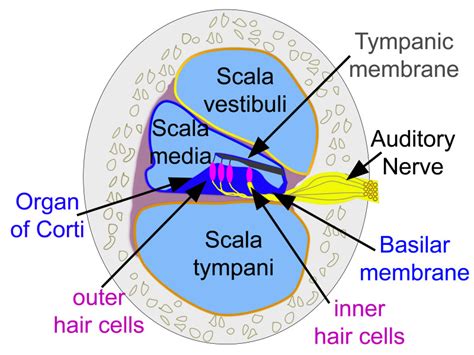 Figure Cross Section Image Through The Cochlea Image Was Created By