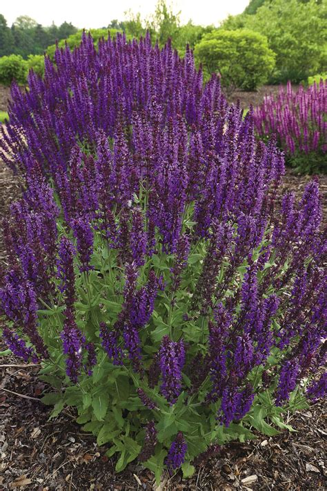 Purple Salvias Myplant