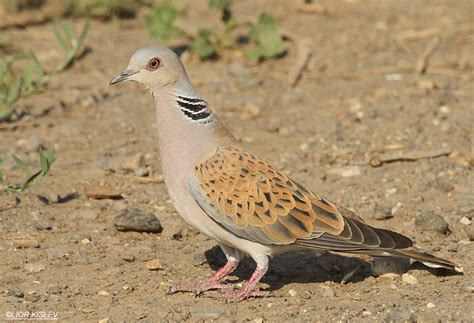 Birds Of Israel Sandgrouses To Doves Turtle Dove