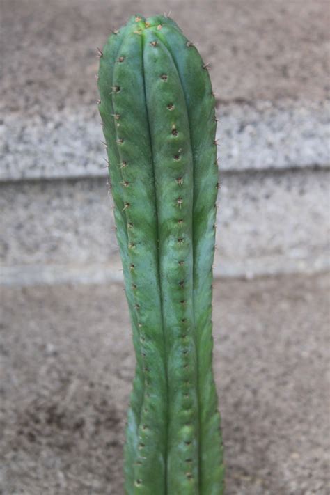 Trichocereus Pachanoi San Pedro Cactus Cactus