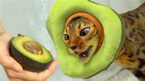 Avocado Cat Eats Avocadoㅣdino Cat Youtube