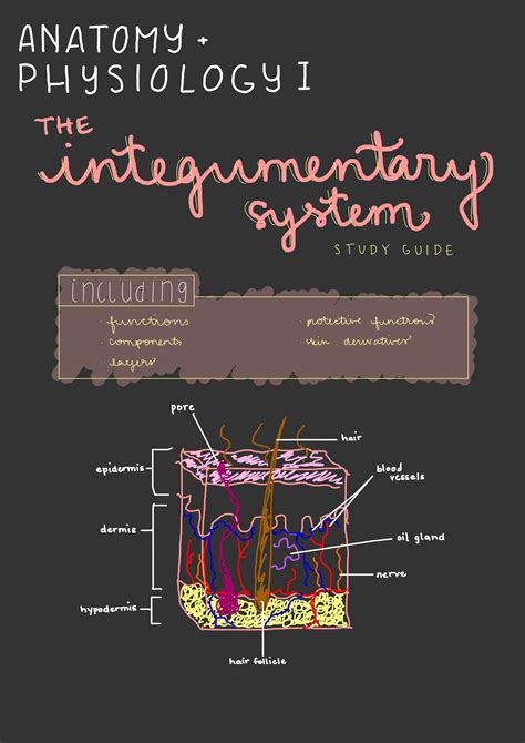 The Integumentary System Study Guide Anatomy And Physiology Etsy