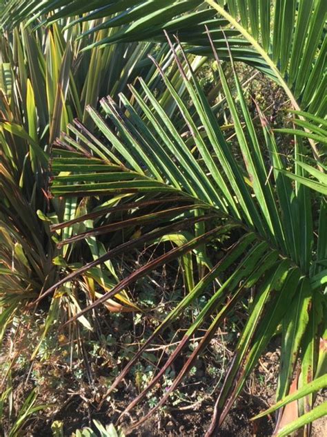 Help King Palms Dying Discussing Palm Trees Worldwide Palmtalk