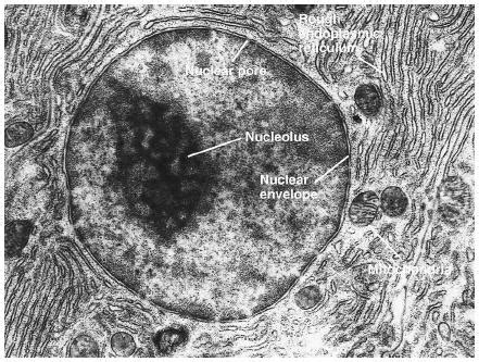 When a cell is large enough, it replicates its dna and important components. This is an example of a Eukaryotic cell under a microscope