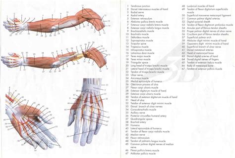Try labeling diagrams and worksheets as additional learning aids. Muscles Of The Leg With Drawing And Labelled - Porn Mms