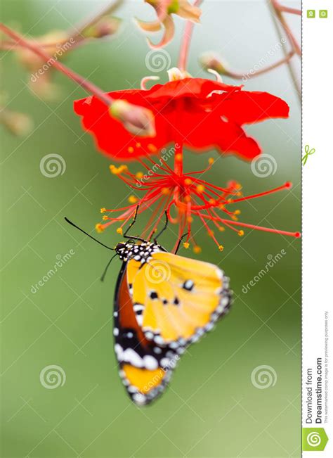 Mariposa Llana Hermosa Del Tigre Chrysippus Del Danaus Que Se