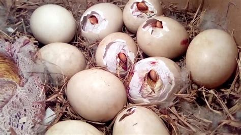 Nacimiento De Huevos De Pato En Incubadora Casera Youtube