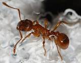 European Fire Ants Images