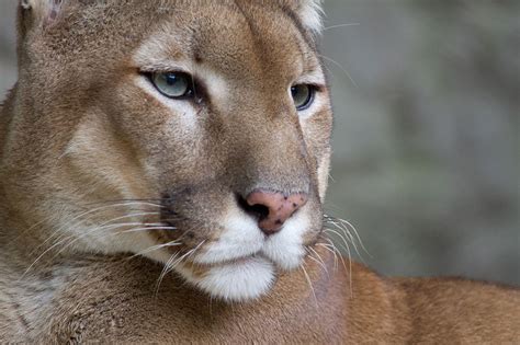 Federal Researchers Declare Eastern Cougar Extinct