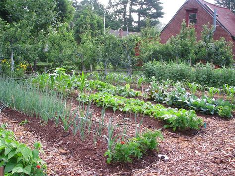How To Start A Vegetable Garden The Basics Cleveland Com