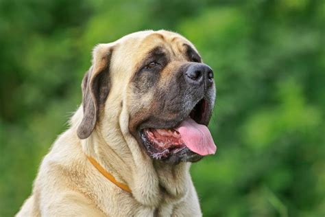 Mastiff Breed Info Pictures Personality And Facts Hepper