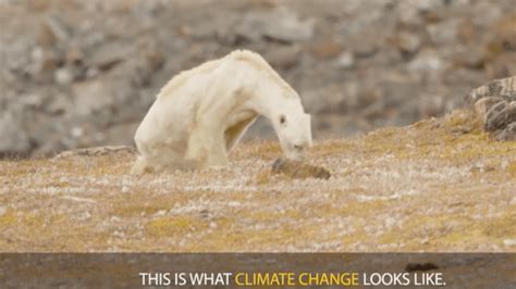 National Geographic Admits Polar Bear Video Went Too Far Must Read