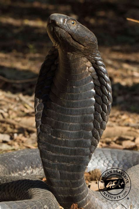 The Unexpected Appearance Of Other Black Necked Cobras In Kenya Video