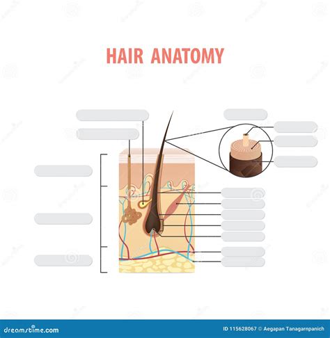 Hair Diagram For Anatomy