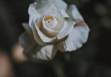 White Rose In Bloom · Free Stock Photo