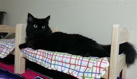 19 Cats Who Understand Doll Beds Were Invented Just For Them The Dodo