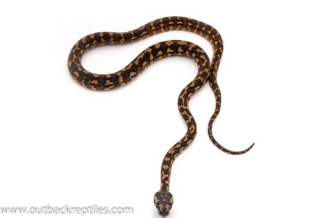 Female Jungle Carpet Python 1 Outback Reptiles