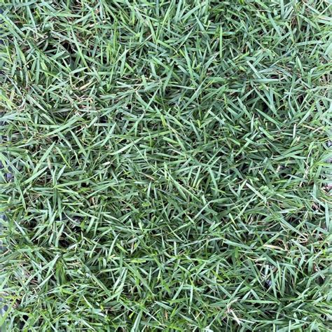 Citrazoy Zoysia Grass Plugs Sod Solutions