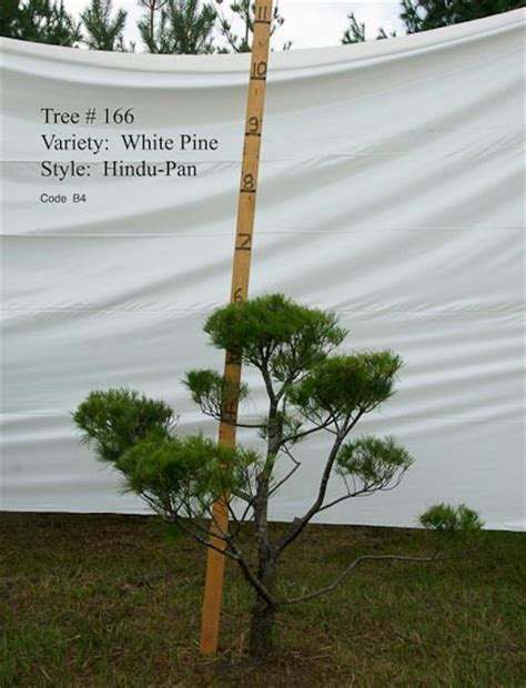 We offer real topiary plants to sustain and grow in all zones around the united states. Pom Pom Live Topiary Trees - Real Pine Topiaries 3 to 8 ...