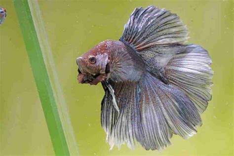 Male Vs Female Betta Fish Key Differences And Similarities