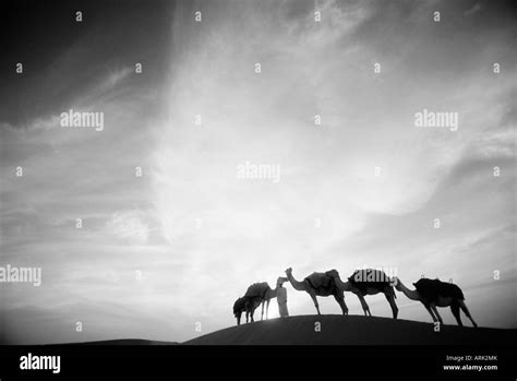 Camels Dubai United Arab Emirates Stock Photo Alamy
