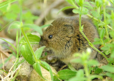 Meadow Vole The Nature Of Delaware