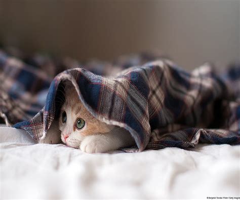 Kitten Under Blanket Hd Wallpaper Peakpx